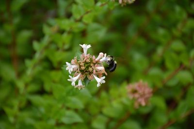 Close-up of insect on flowering plant