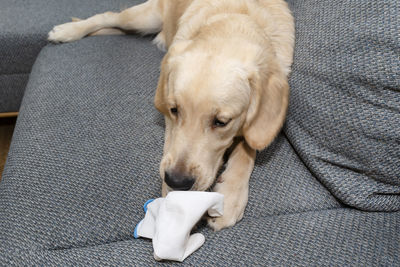 A young golden retriever lies on the couch and bites a white glove, pillows visible.