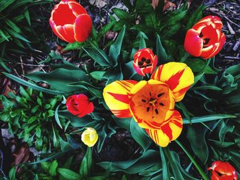 Close-up of red flowering plants