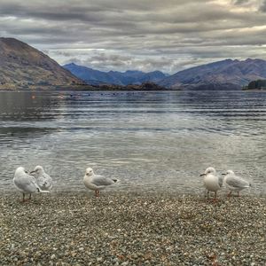 Birds flying over calm lake