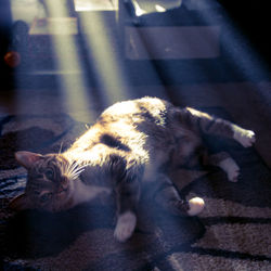 High angle view of cat resting