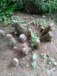 Plants growing on tree