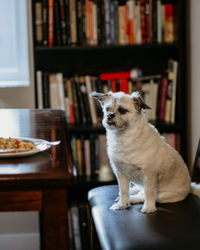 Dog sitting on table at home