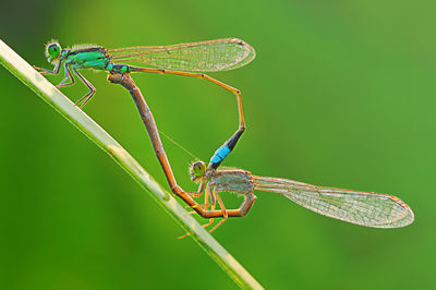 Close-up of insect on leaf