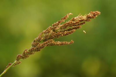 Close-up of flowering plant
