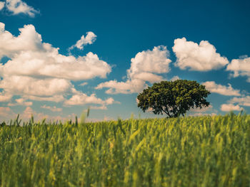 Scenic view of agricultural field against sky