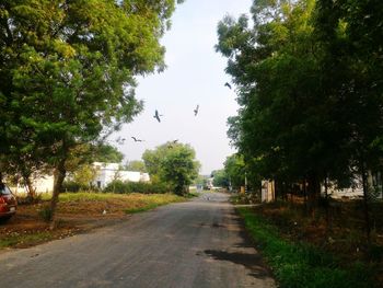 Bird flying over road
