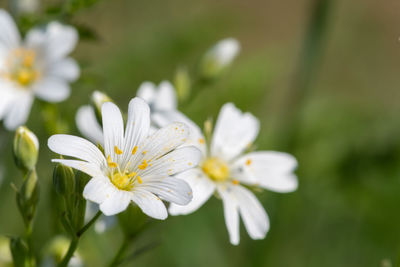 Close up of greater stitchwort flowers in bloom