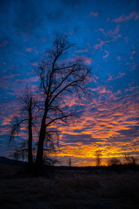 Silhouette tree on field against sky at sunset