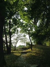 Trees on landscape