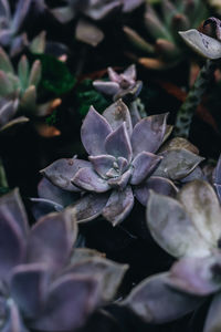 Close-up of purple flowering plant