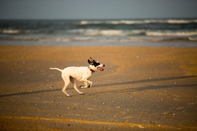 Dog running at shore