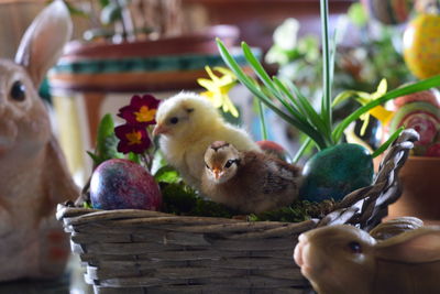 Close-up of birds in basket