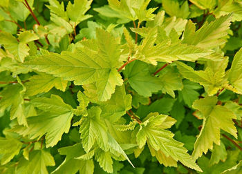 Natural spring background of yellow green leaves of the common ninebark. physocarpus opulifolius