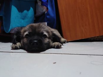 Portrait of dog relaxing at home