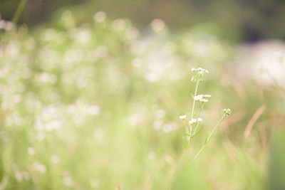 Close-up of plant growing on field