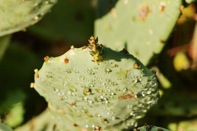 Indian fig opuntia close up , water drops on a small pad ,the plant is called prickly pear cactus 