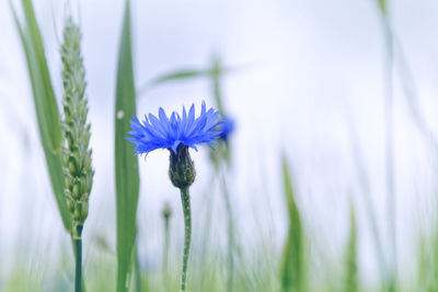 Close-up of flower blooming in field