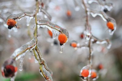Close-up of frozen fruit on tree during winter