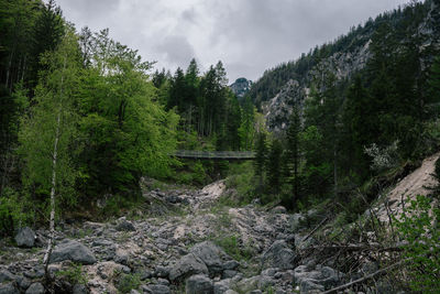 Scenic view of forest against sky