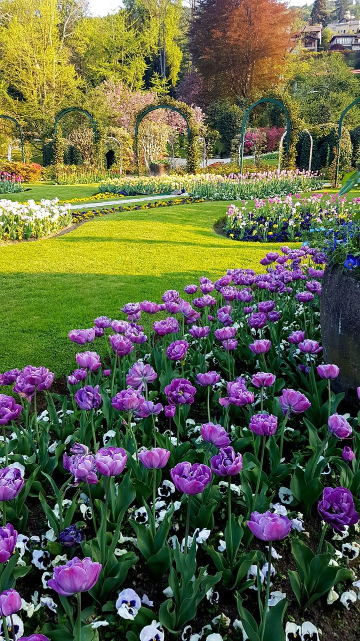 plant, flower, flowering plant, beauty in nature, growth, freshness, vulnerability, tree, fragility, nature, park, day, green color, no people, field, park - man made space, land, tranquility, scenics - nature, grass, outdoors, flowerbed, springtime, purple, flower head, gardening