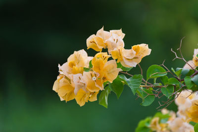 Close-up of yellow flowering plant