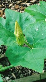 High angle view of crab on leaf