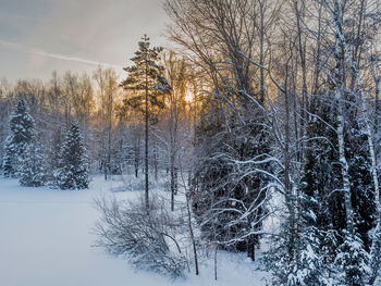 Bare tree on snow covered landscape