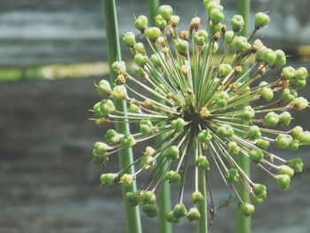 Close-up of plant growing on plant