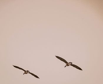 Low angle view of birds flying in sky