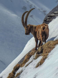 Low angle view of alpine ibex on snowy mountain