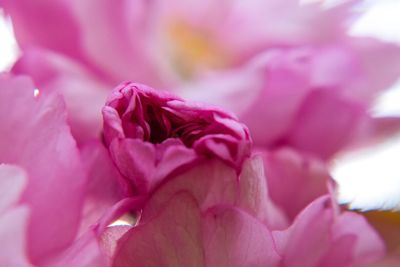 Close-up of pink flower