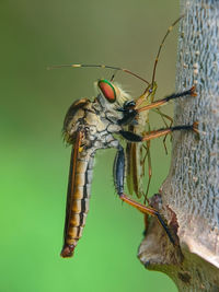 Close-up of butterfly on plant