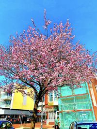 Low angle view of cherry blossom tree against building