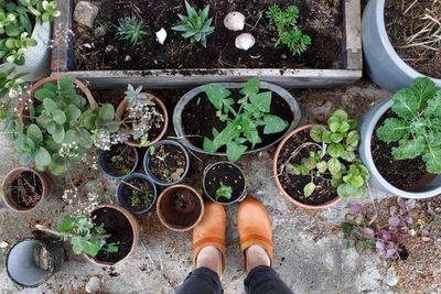 Low section of woman standing by potted plants