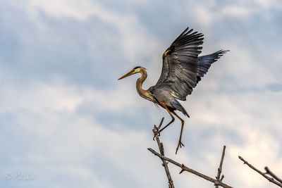 Low angle view of a great blue heron 