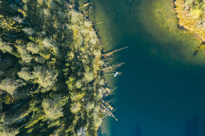 High angle view of trees by sea