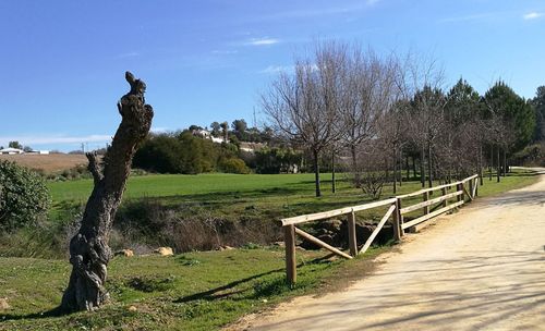 Trees on landscape against sky