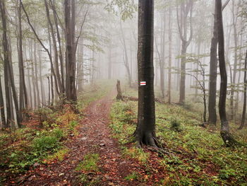 Trees and plants in forest during autumn