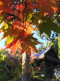 Low angle view of maple tree