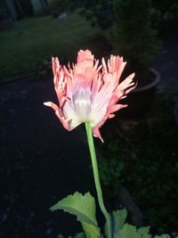 Close-up of pink flower blooming outdoors