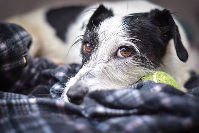 Portrait of jack russell terrier with ball lying on bed