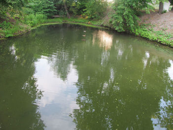 Scenic view of lake in forest