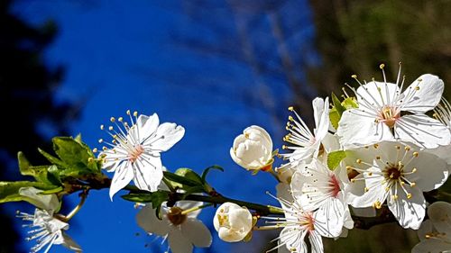 Close-up of white cherry blossoms against sky