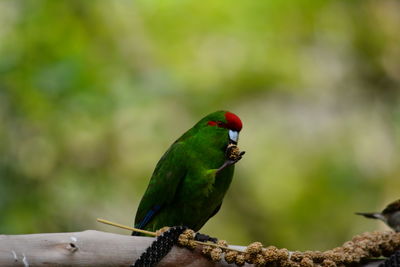 Close-up of parrot perching on leaf