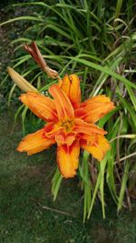 Close-up of orange flowers blooming outdoors