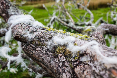 Close-up of moss on tree trunk