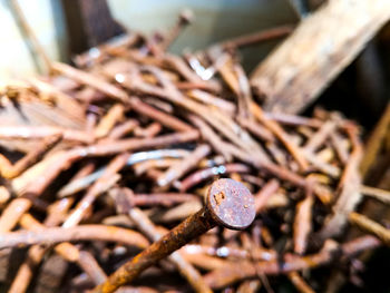 Close-up of lizard on plant