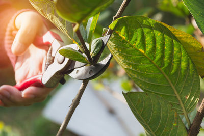 Close-up of person cutting plants with pruning shears