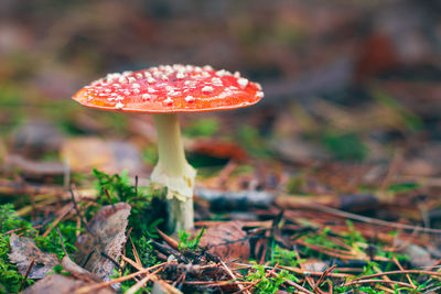 fungus